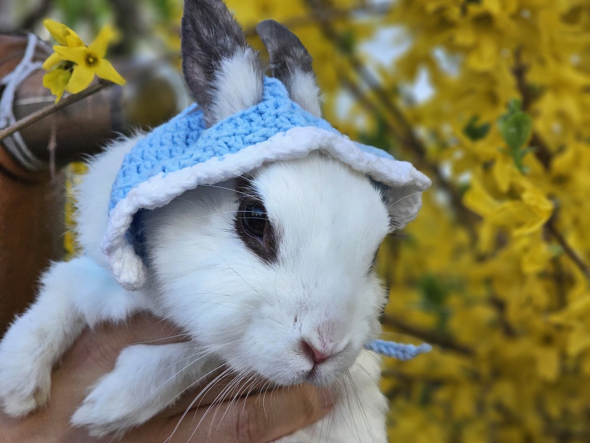 토끼 MingMing tweet media