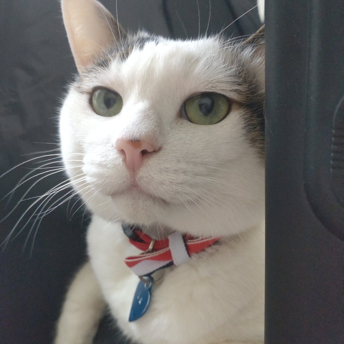 ドンチ tweet media