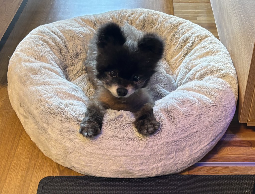 ばんさい ゆい tweet media