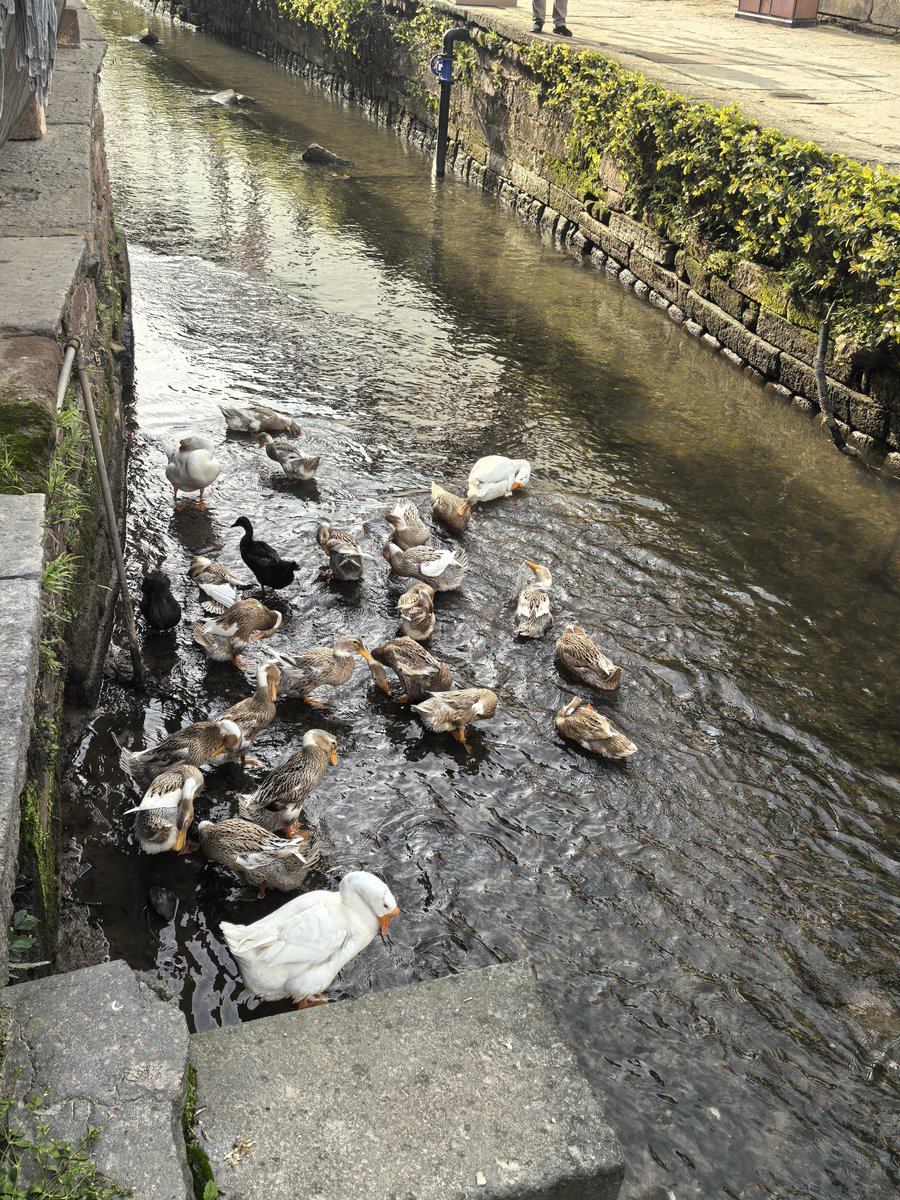 vv hou（互fo） tweet media