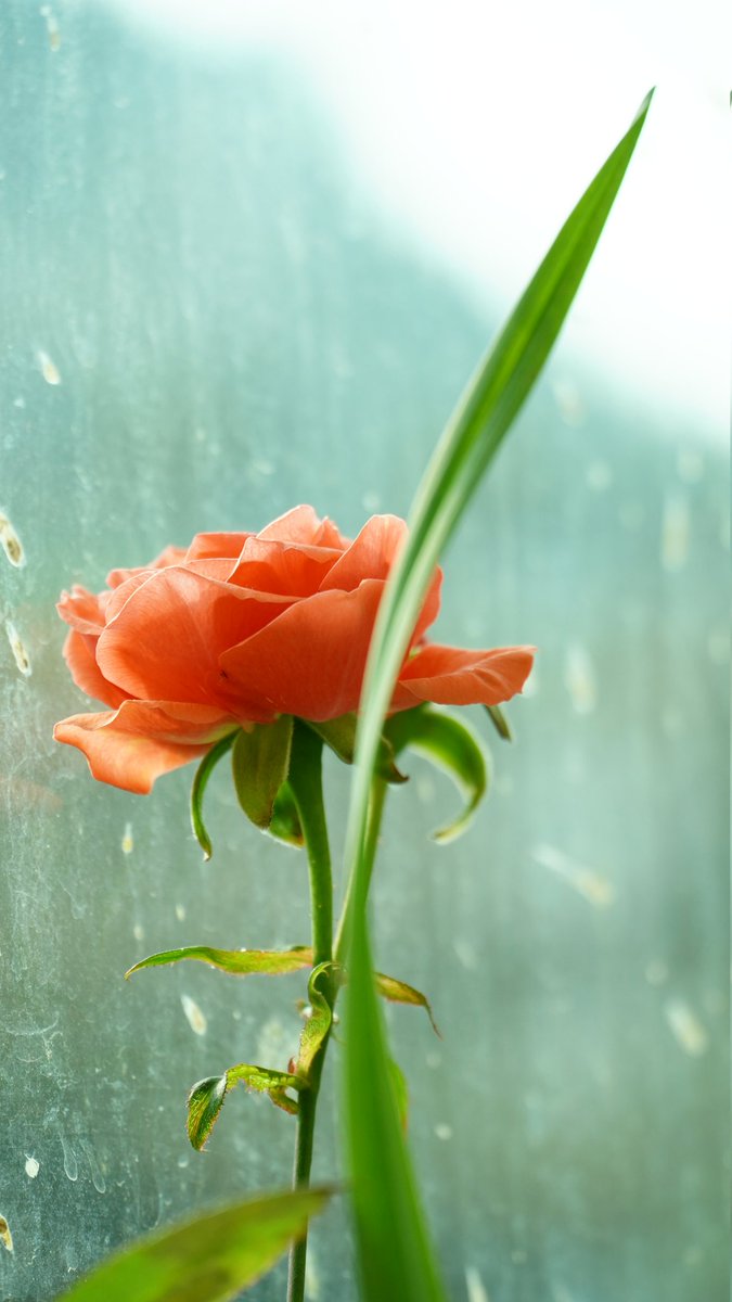 虎兔功夫高 tweet media