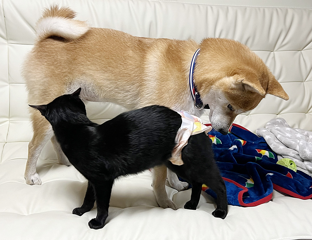 愛の甘えん坊ぶりが加速すればするほど、龍が居ない現実を突きつけられて涙が出る。龍の写真の前で申し訳ない気持ちになる。
愛だって、ずっと我慢してたのにね・・・

龍ごめんね。
愛ごめんね。