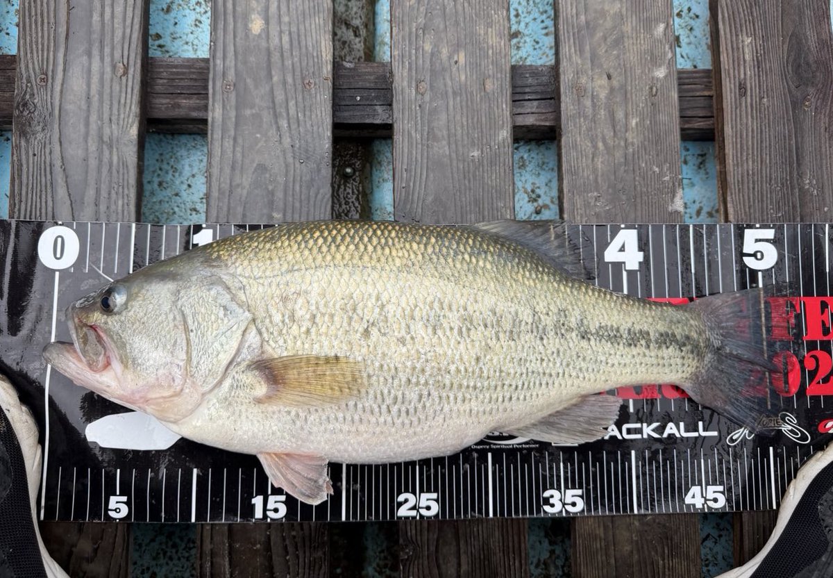 TAIDON@桟橋の人 tweet media