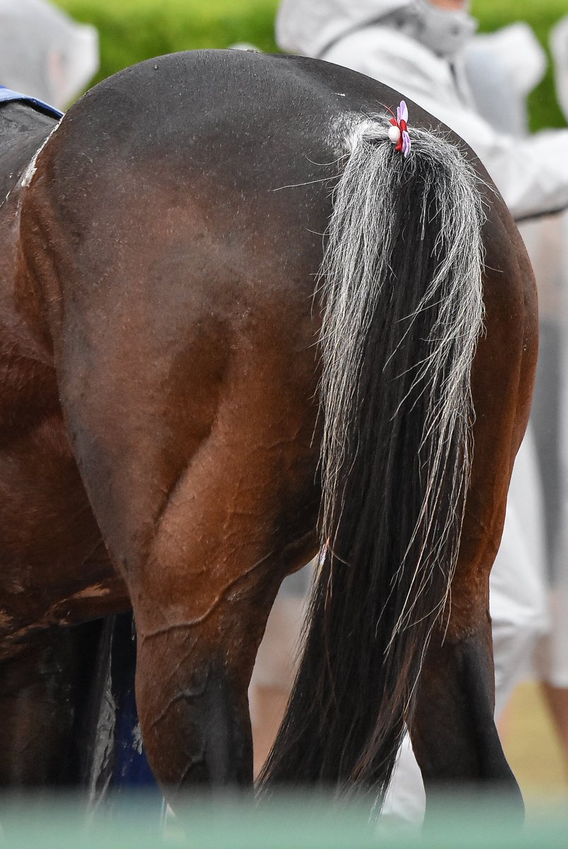 Meg∞🏇📷️🎾🤫 tweet media