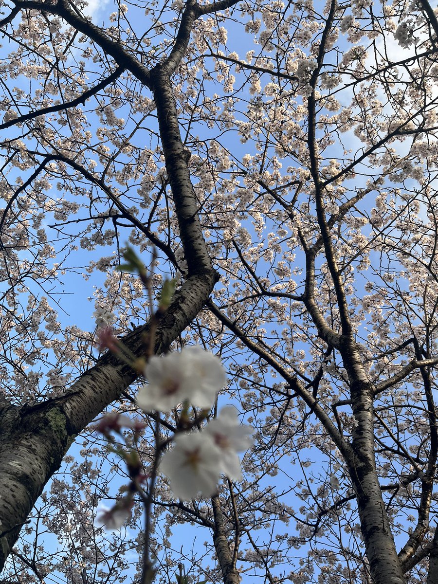 masAcky（まさっき〜） tweet media