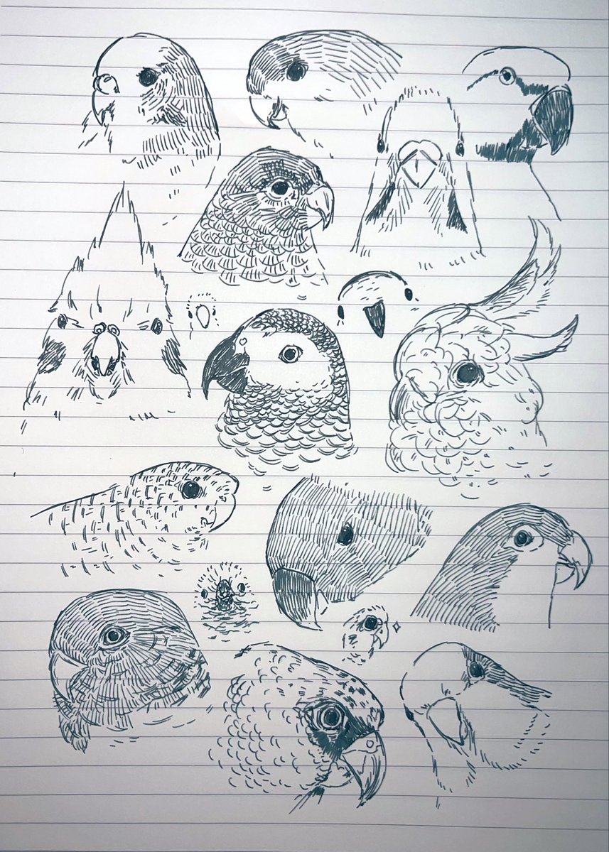 고방오리 オナガガモ 𓅰 tweet media