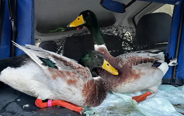 yolanda schultes tweet media