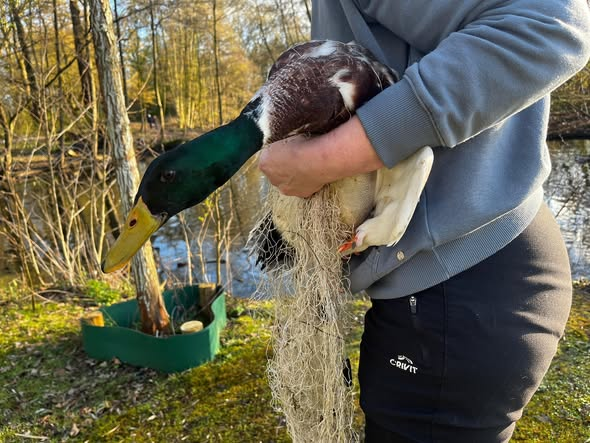 yolanda schultes tweet media