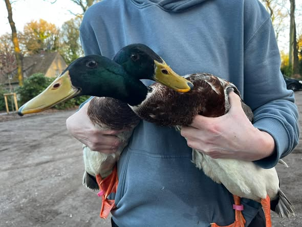 yolanda schultes tweet media