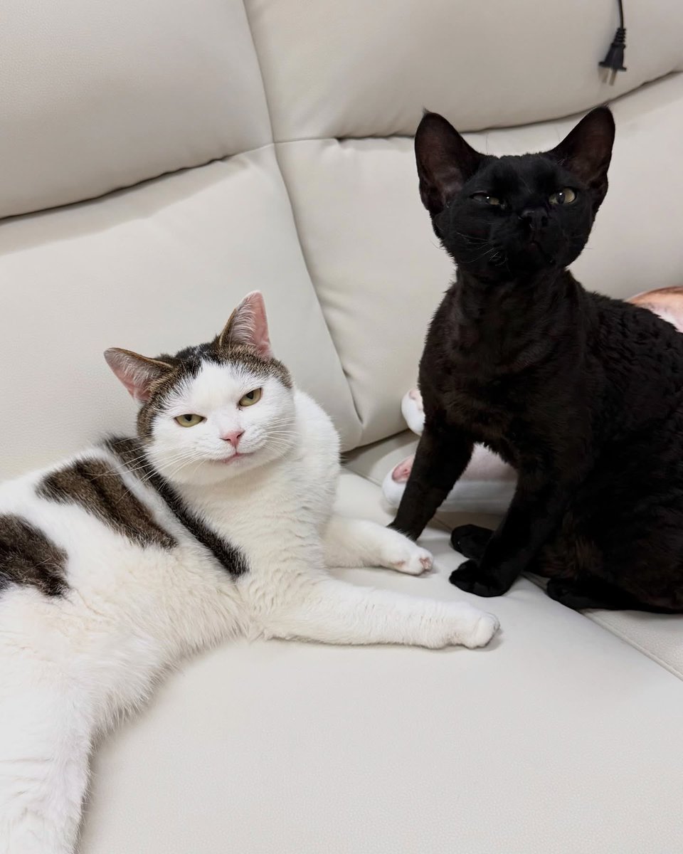 Cats for Happiness. tweet media