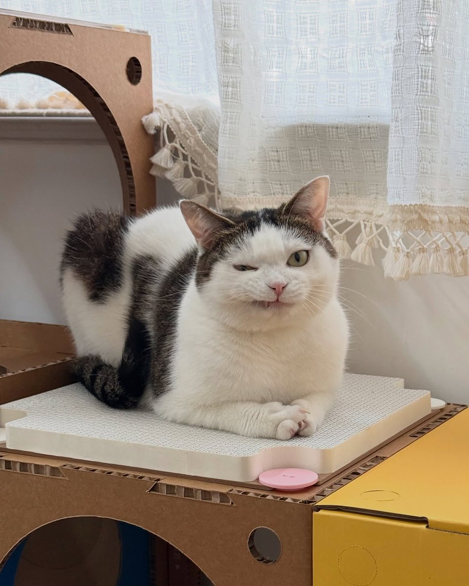 Cats for Happiness. tweet media