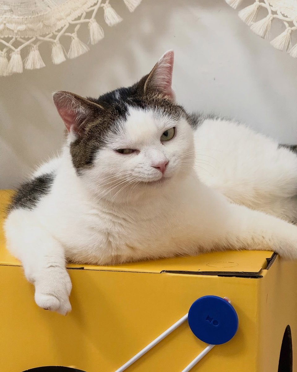 Cats for Happiness. tweet media