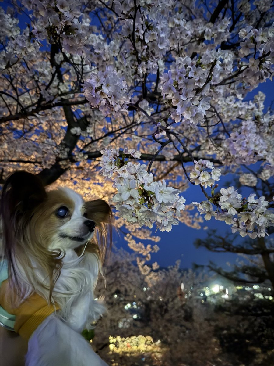 chaco___maki's tweet photo. 夜桜とイッヌ

 #パピヨン
 #お花見 https://t.co/WztjdpkoZS