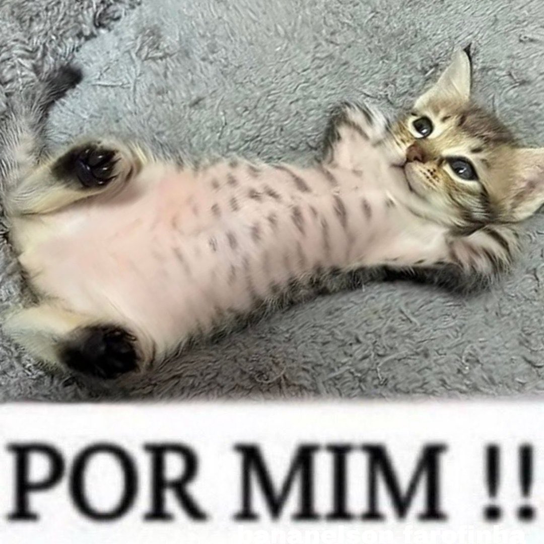 Goiaba Groselha Grumixama Gravatá Guaraná tweet media