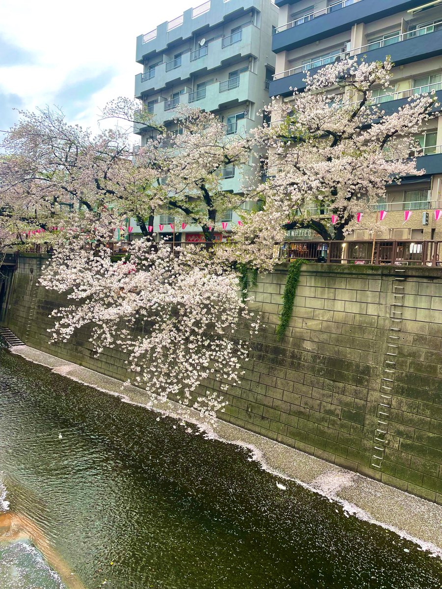 ﾁｬﾅﾏｻﾗ tweet media