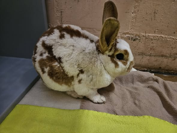 yolanda schultes tweet media