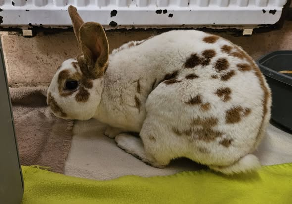 yolanda schultes tweet media