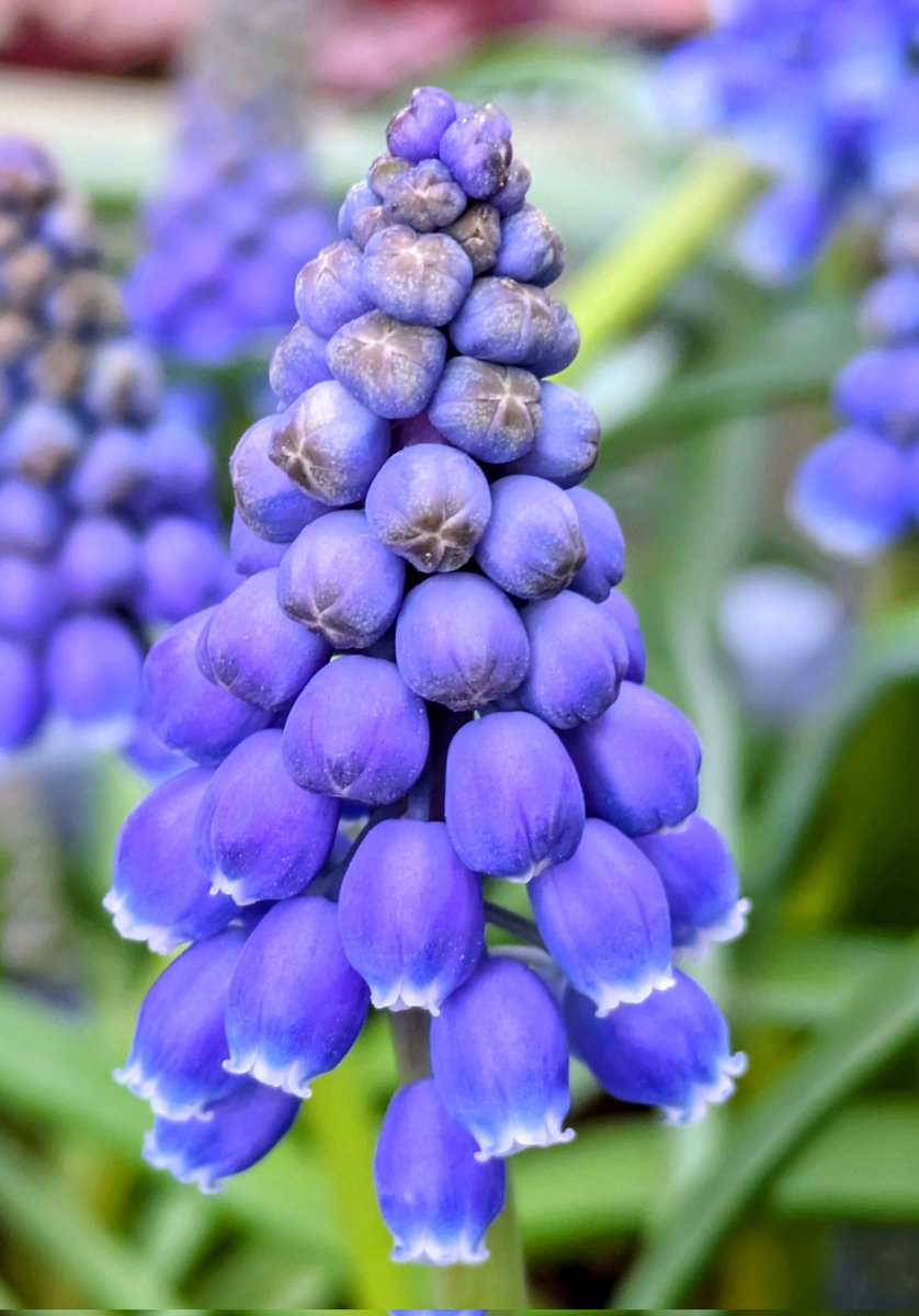 ももしょうえん🌸 tweet media