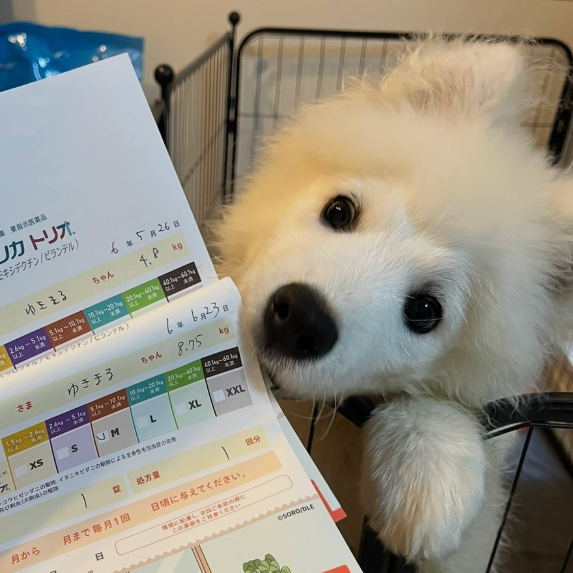 こもん tweet media