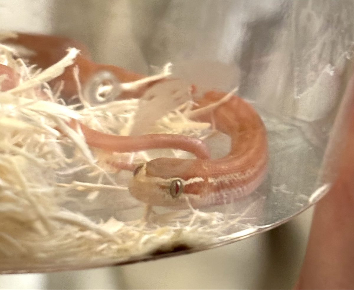 のちゅ tweet media