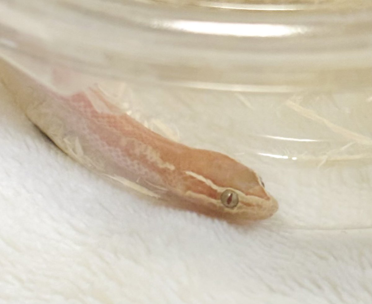 のちゅ tweet media