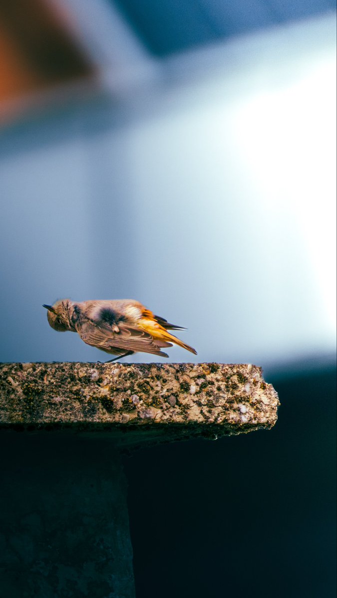 Andreas Pucher tweet media