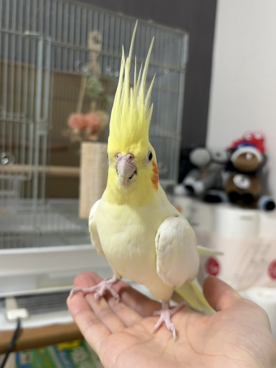 オカメとお豆(kiirogumi) tweet media