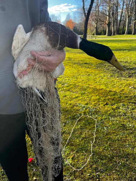 yolanda schultes tweet media