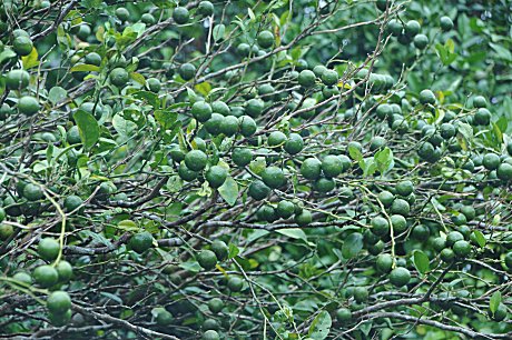 𝓩𝓪𝓾𝓫𝓮𝓻 tweet media