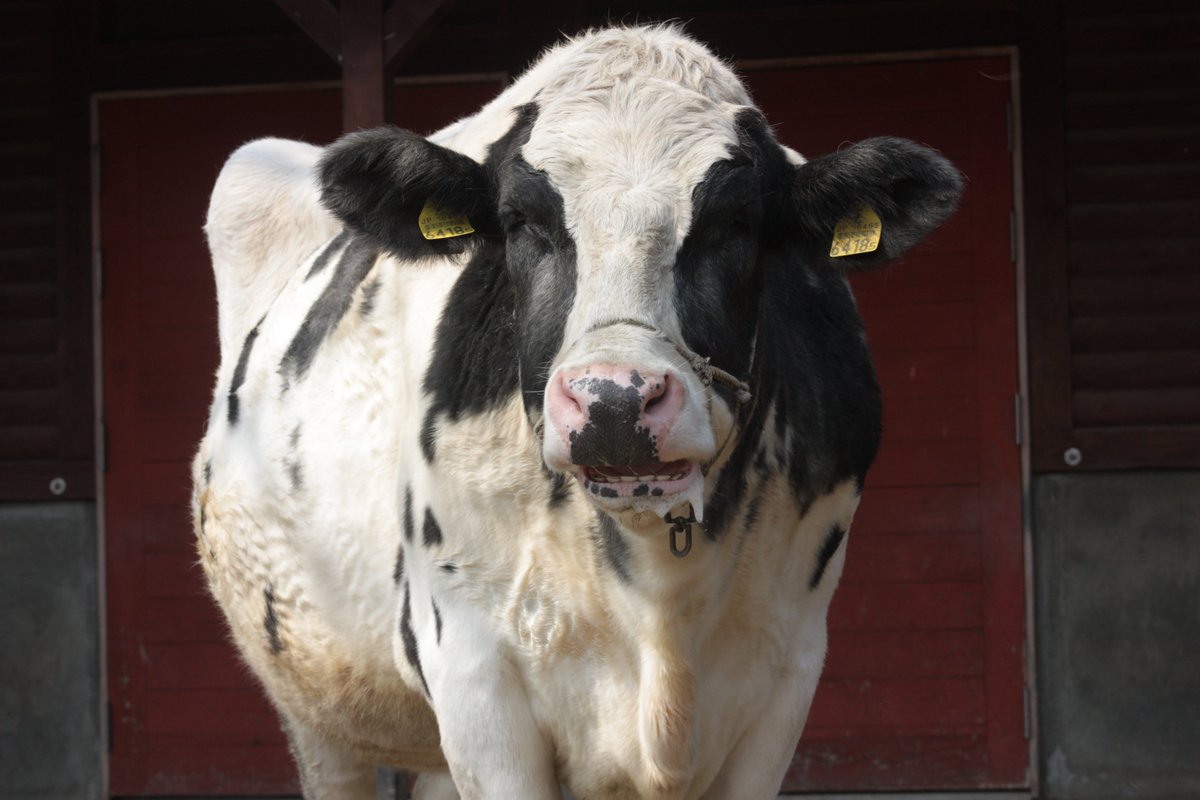 ©やっほーさん 𖤣𖥧𖥣｡𖥧 𖧧 𓃰 tweet media