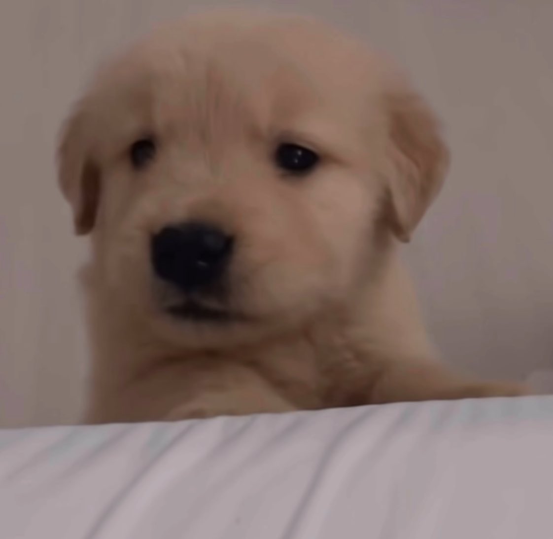 takemybear 🐶 tweet media