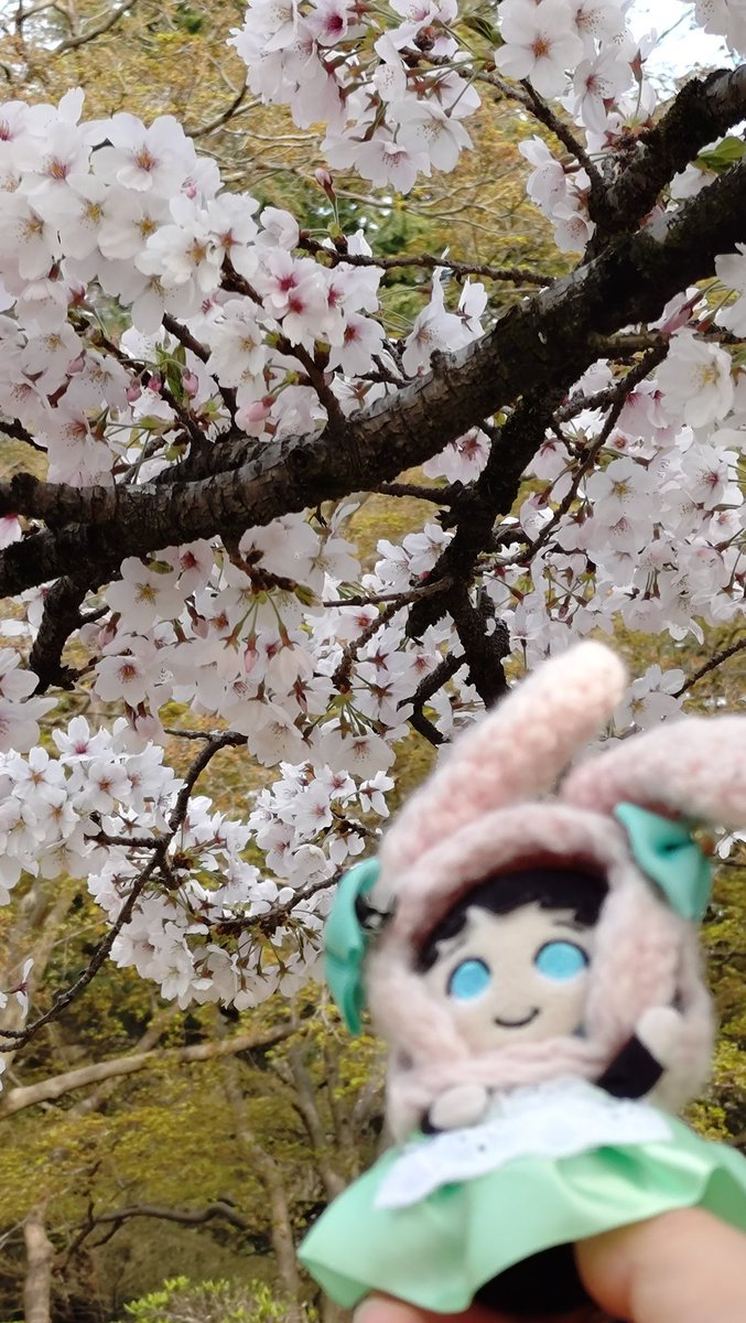 今日は雨でお花見行けないね😢この雨で散ってしまうかな
最近ﾑｲﾑｲがｻﾈﾐﾁｬのそばにいたがってお留守番組になってくれません
散る前の綺麗な🌸とﾑｲﾑｲです