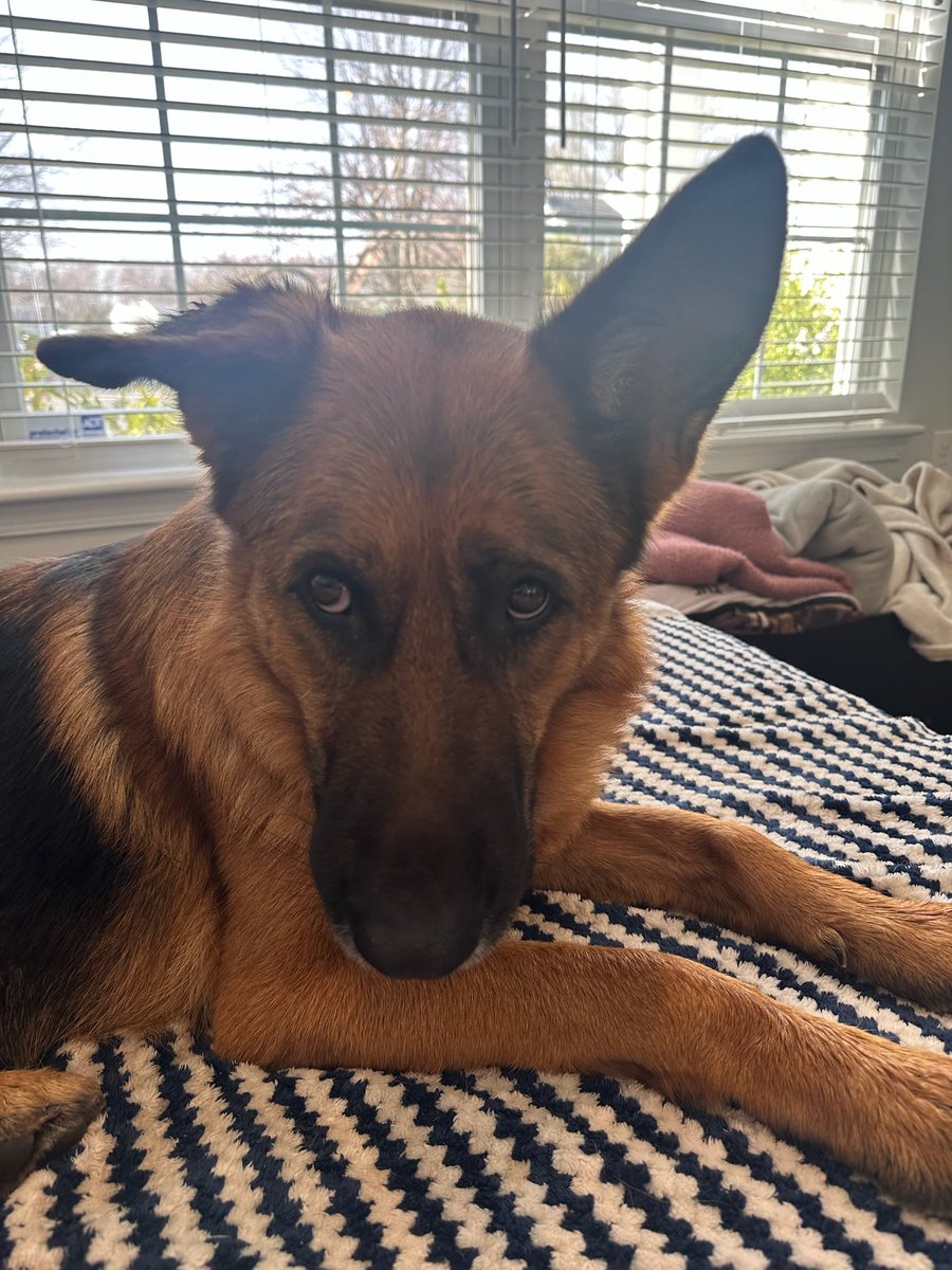 Rescue Ridge tweet media