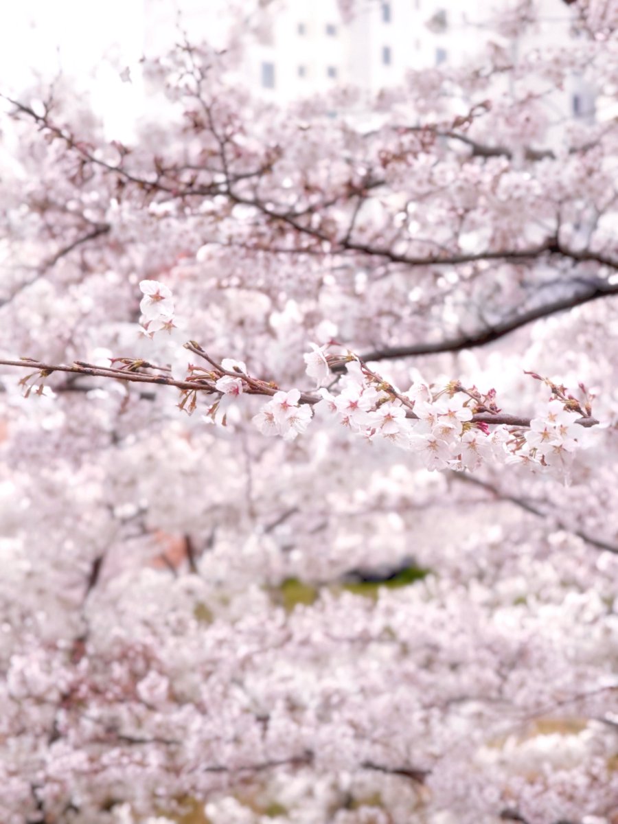 muneungmi's tweet photo. 안냥하세요 봄이에요. https://t.co/UNk1EmKVOp