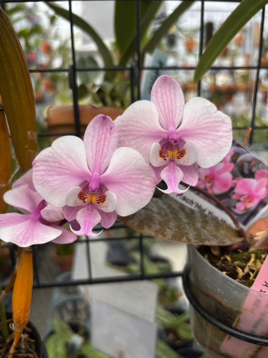 ファキニー tweet media