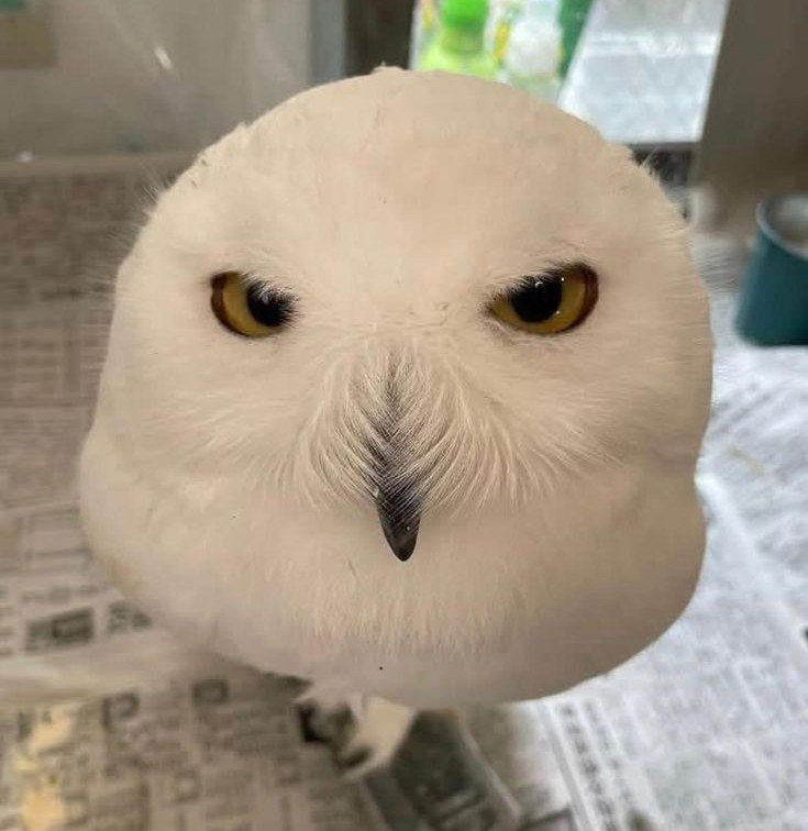 💐🌺Miss_Snowy❄️🪶 tweet media