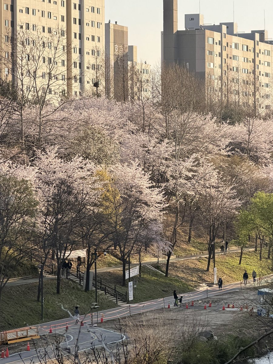 선율 (선예인) tweet media