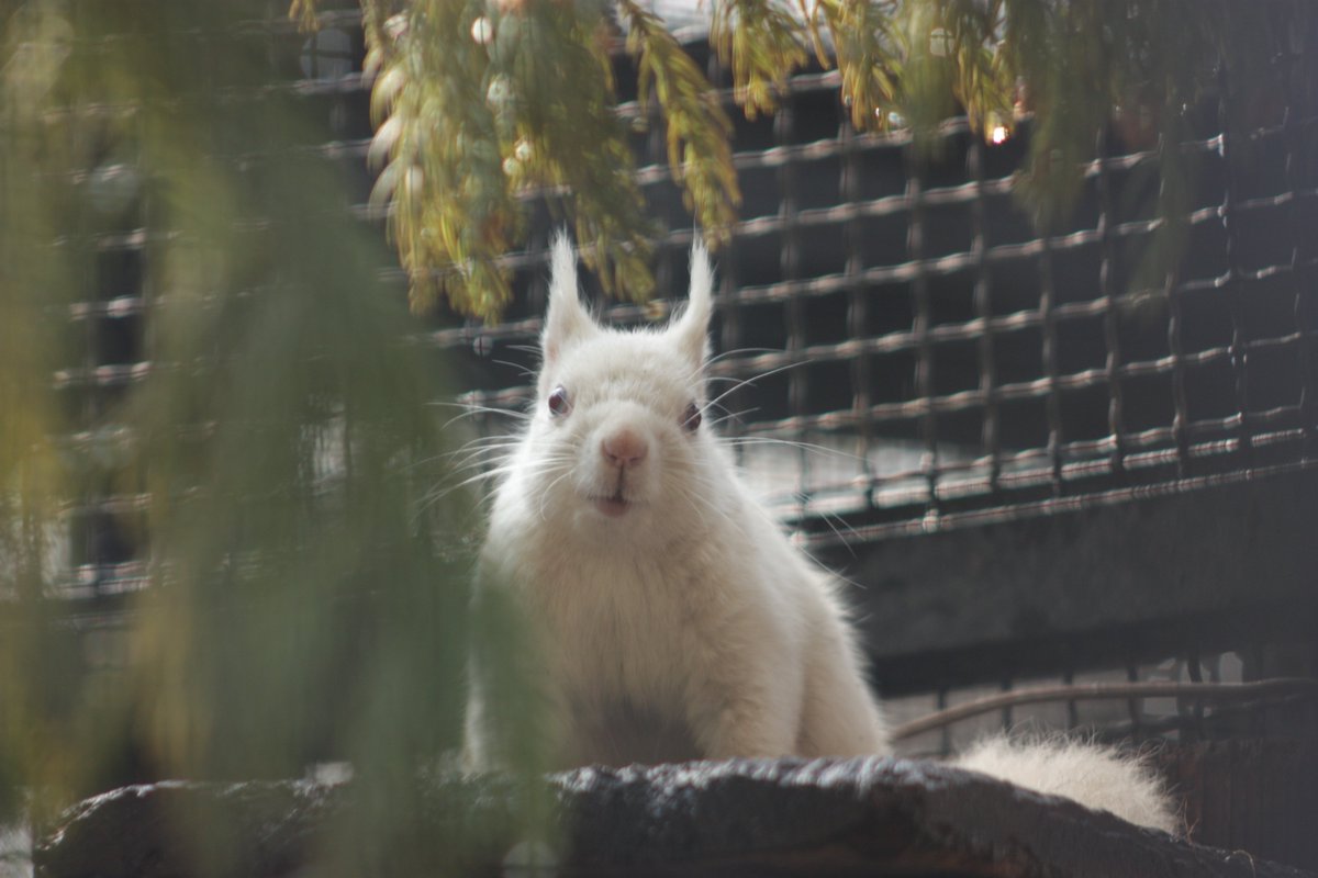 ©やっほーさん 𖤣𖥧𖥣｡𖥧 𖧧 𓃰 tweet media