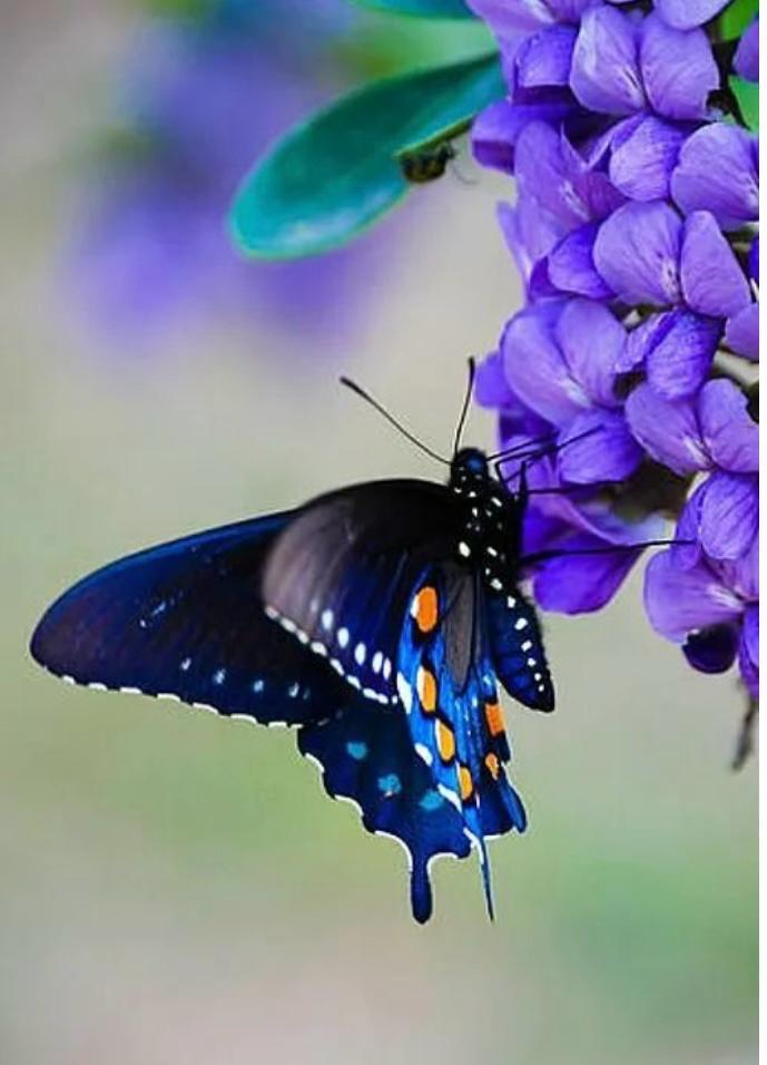 🍀BLGN 🕊️ tweet media