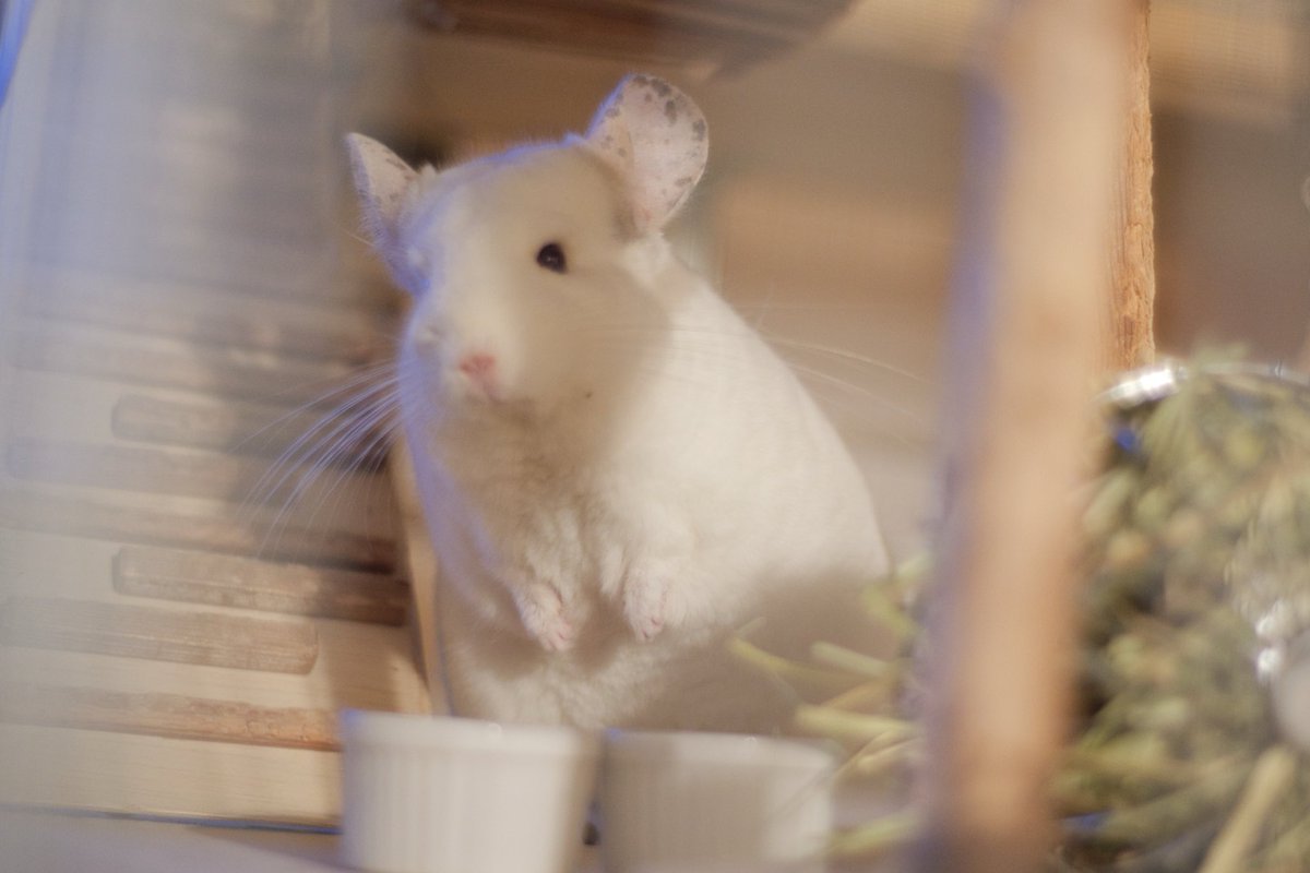 ひょこ