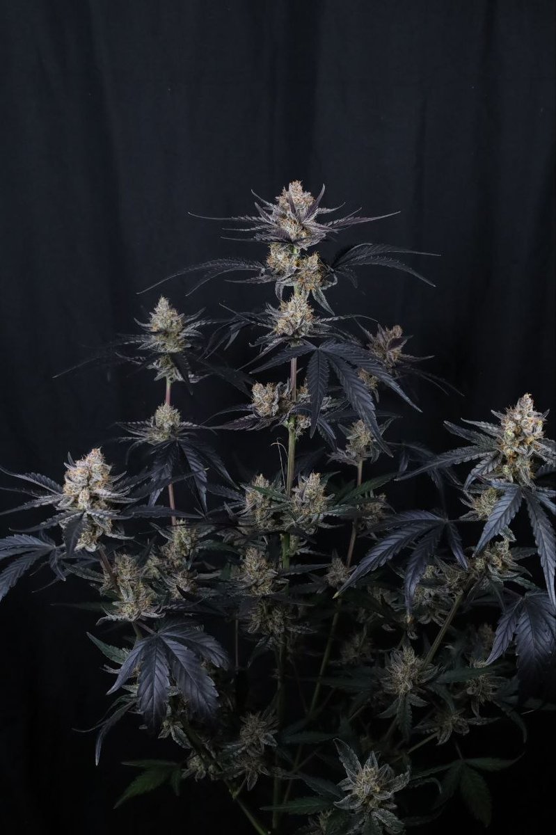 Fast Buds tweet media