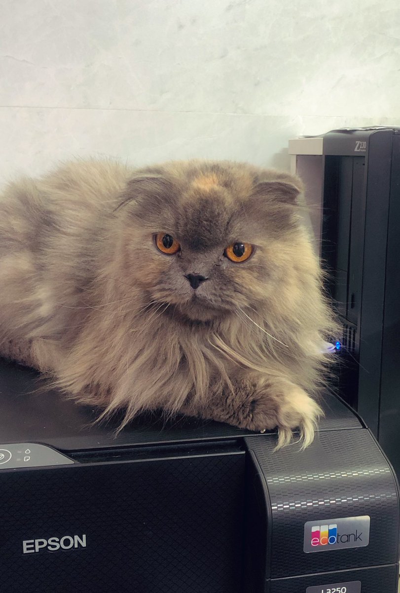 آقای ژو tweet media