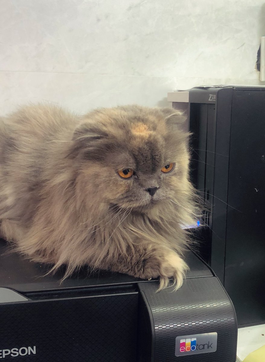 آقای ژو tweet media