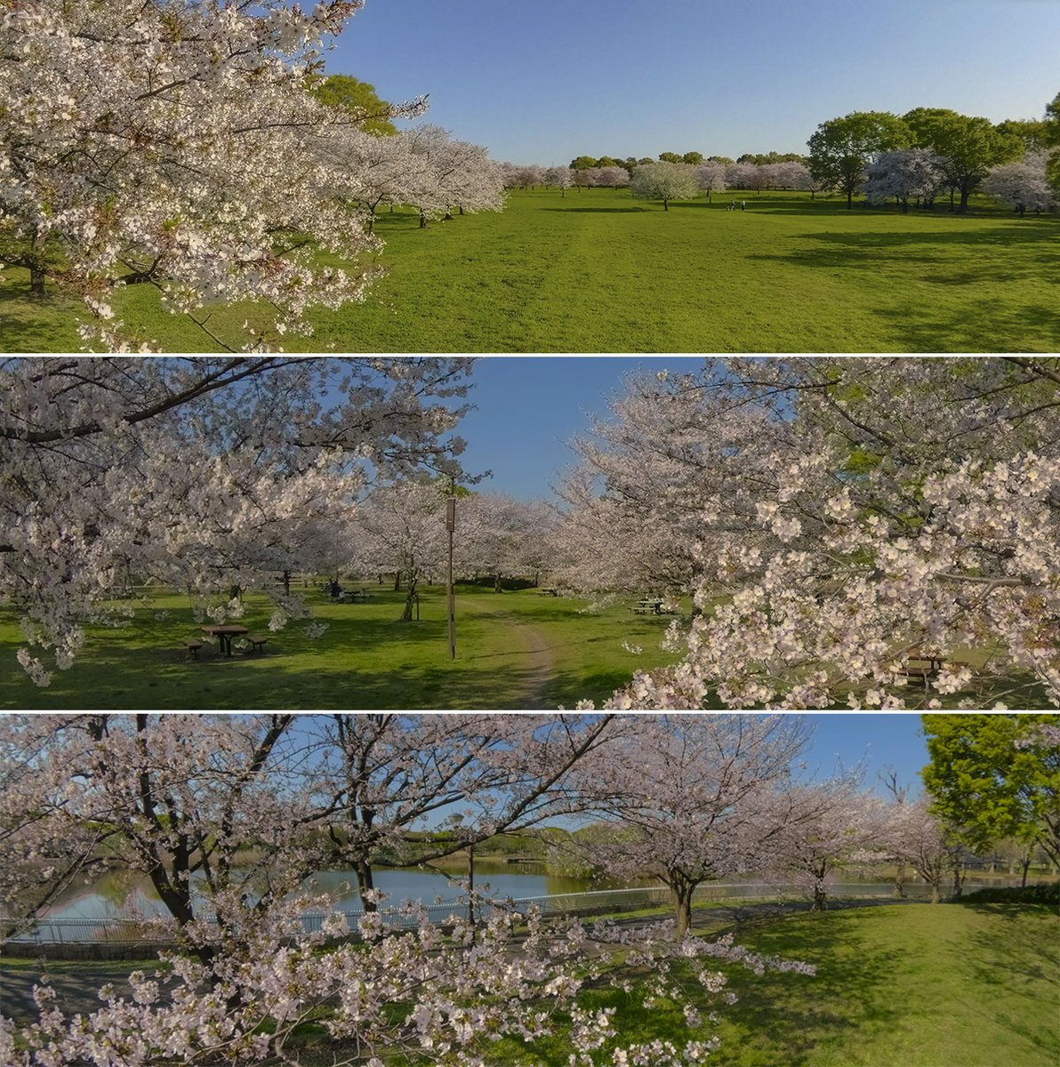 satoagg's tweet photo. 昨日の舎人公園（足立区）の桜です。
ここは、若い木が多く、見応えがあります。

広大な園内の桜の木のレイアウトも良く、
そして、穴場スポット的に訪れる人も、地元民だけ？
という感じなのが魅力です。

動画（ #3D #VR180）をYouTubeと #DEOVR にアップしました。↓ https://t.co/svatfyc97O