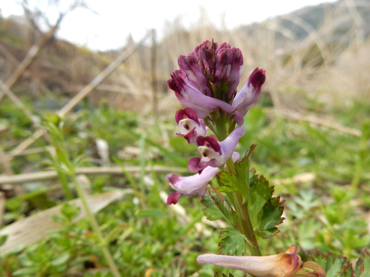 Shidora- tweet media