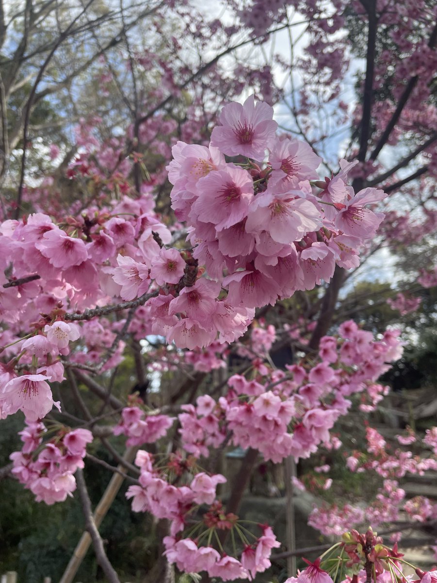 mako3799's tweet photo. 桜🌸めっちゃきれい‼️
やっぱ春は散歩も気持ちいいし最高😄

SWCC最終予選も良かった( ᐢ ˙꒳​˙)ｳｨｯ
トーナメントも楽しむぞい🏋️
#サカつくRTW https://t.co/76okzpQcAJ