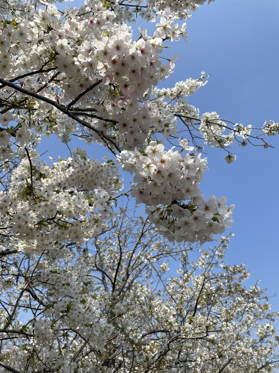 mako3799's tweet photo. 桜🌸めっちゃきれい‼️
やっぱ春は散歩も気持ちいいし最高😄

SWCC最終予選も良かった( ᐢ ˙꒳​˙)ｳｨｯ
トーナメントも楽しむぞい🏋️
#サカつくRTW https://t.co/76okzpQcAJ