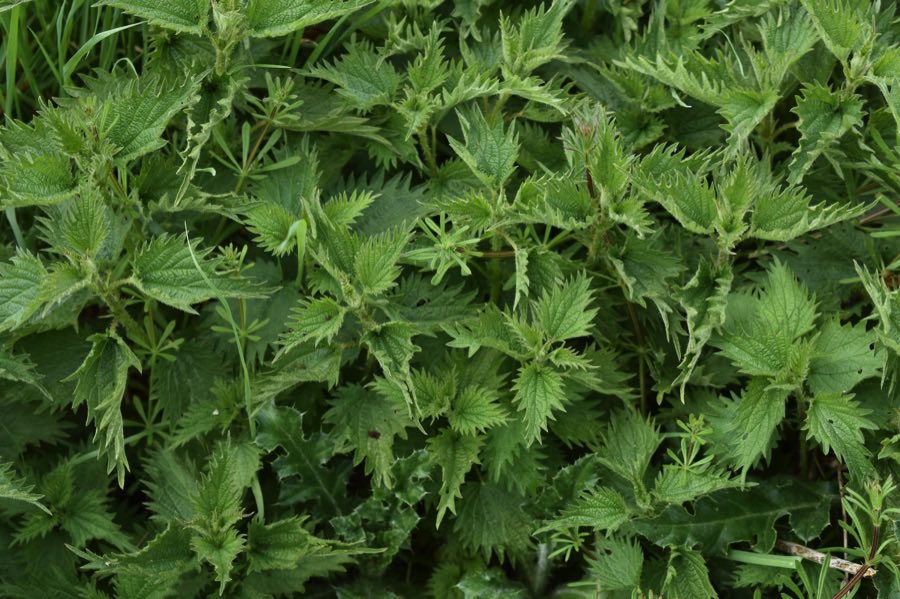 Little Green Space 🦋 tweet media