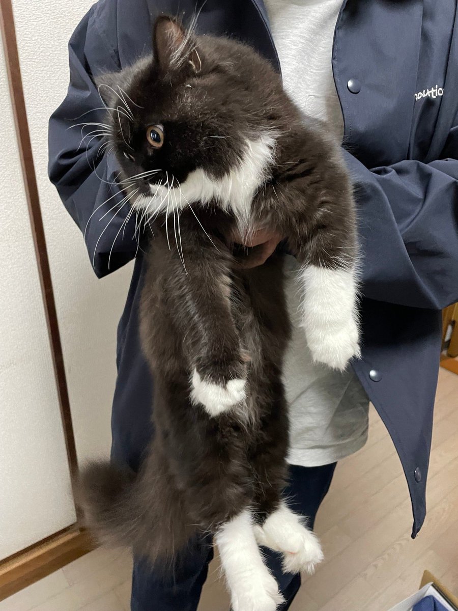 魚介系サイベリアン🐟🐾 tweet media