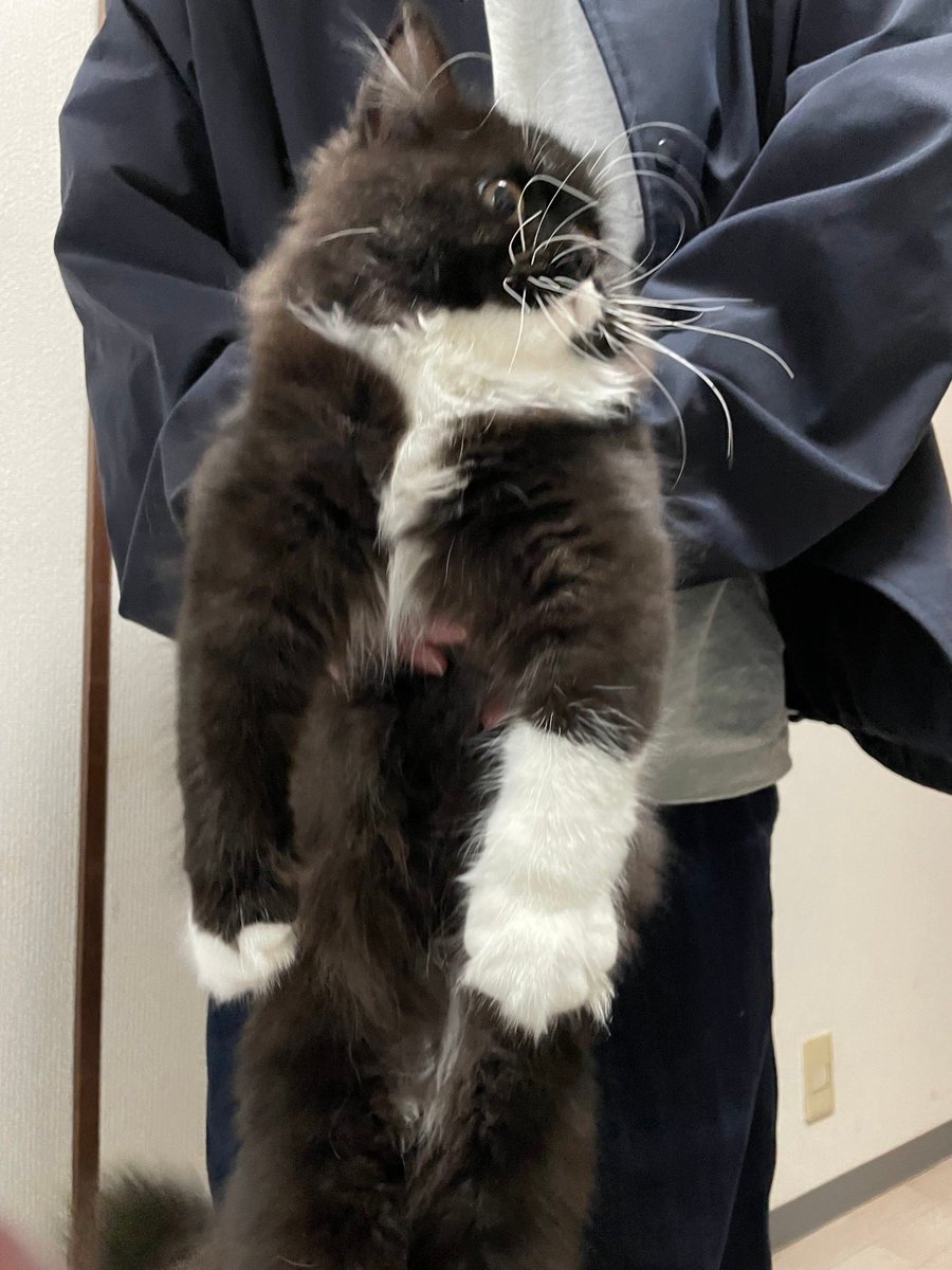 魚介系サイベリアン🐟🐾 tweet media